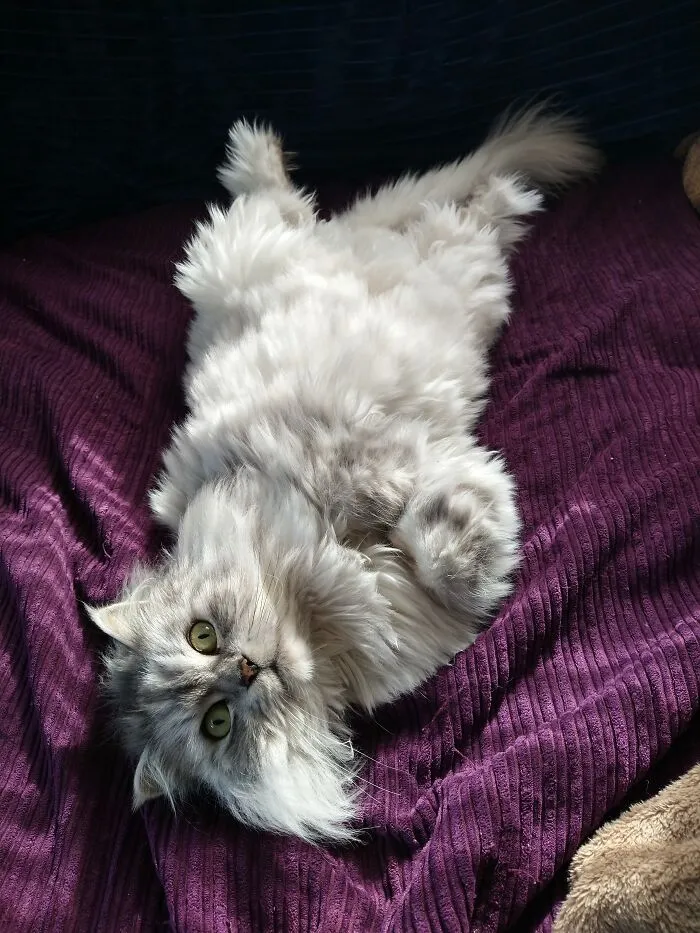 My Peanut