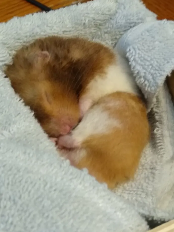 Houdini Is The Cutest I Guarantee.