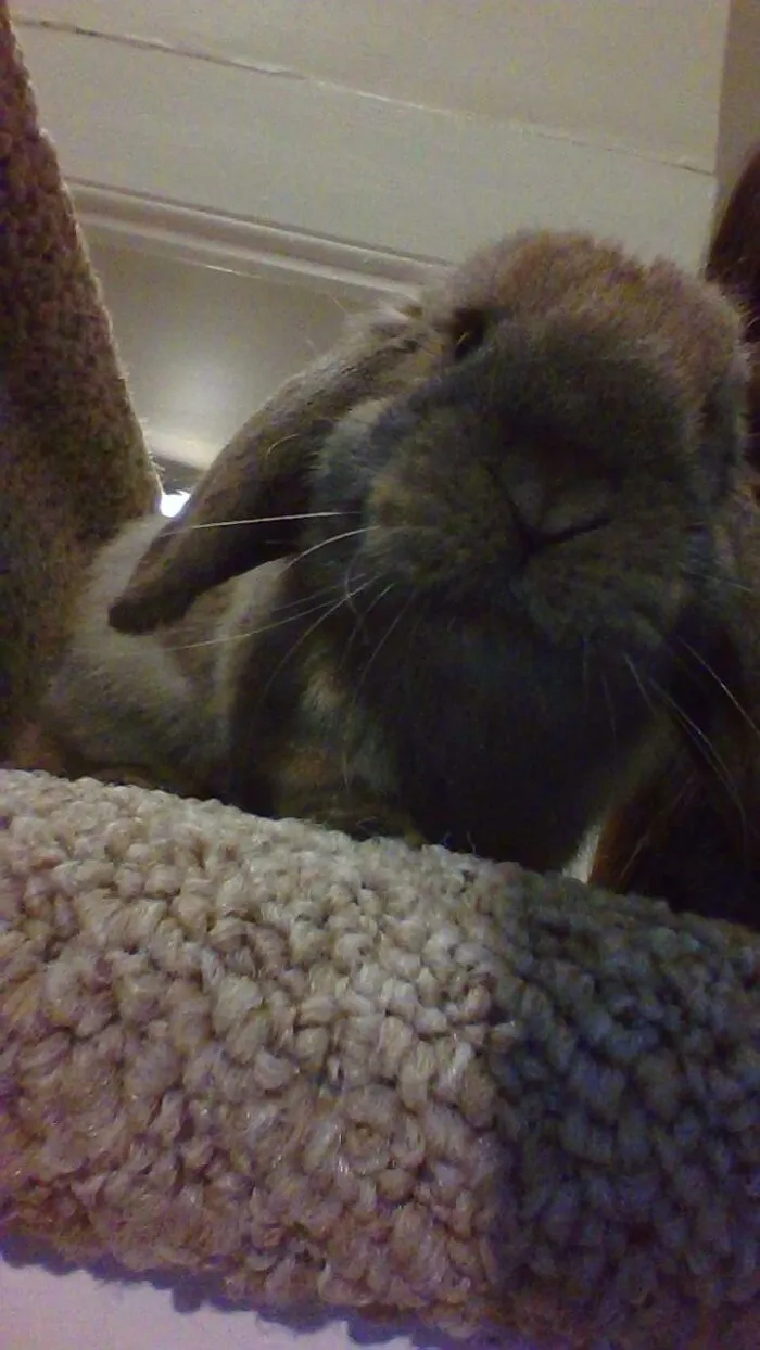 Meet My Bunny, Nutmeg