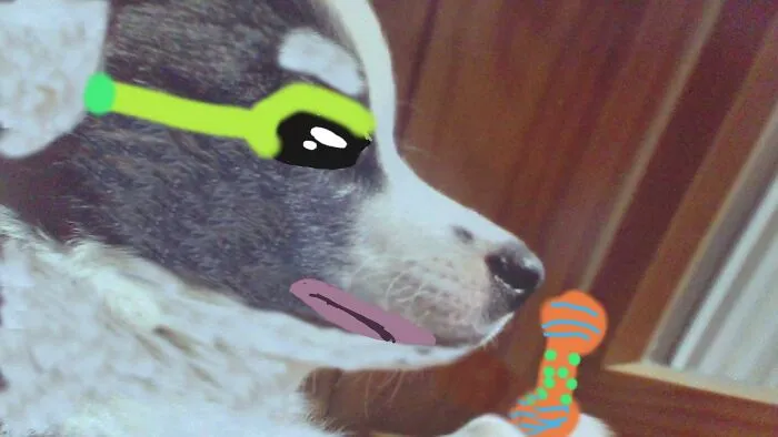 Cool Doggo.😎✌