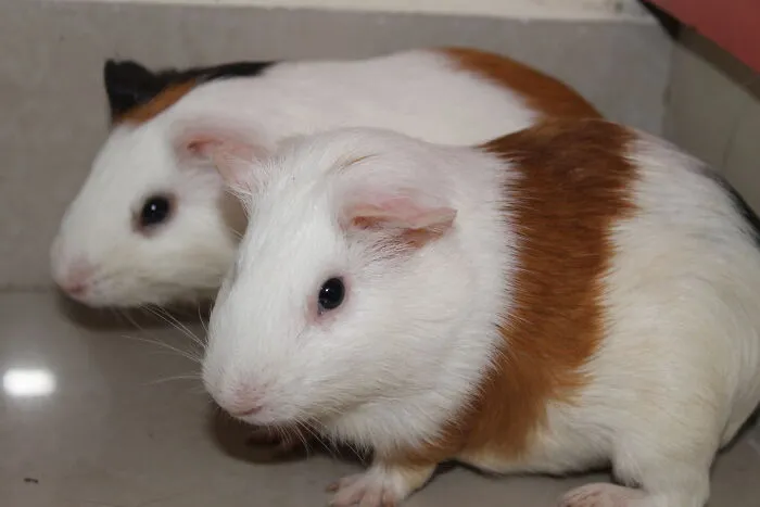 I Saw Everyone Posting Cats So I Posted These Guys!