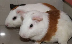 Hey Pandas, Who Has The Cutest Pet? (Closed)