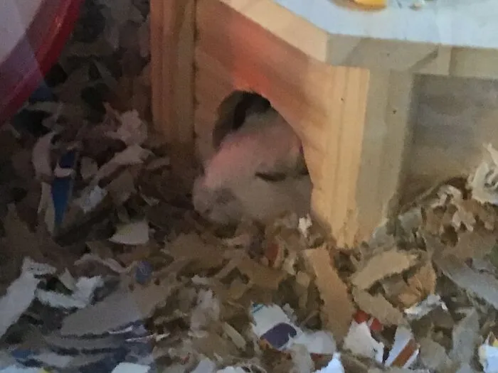 Marshmallow The Sleepy (He's Much Cuter At Other Times, But He Wasn't Up For A Photoshoot Today)