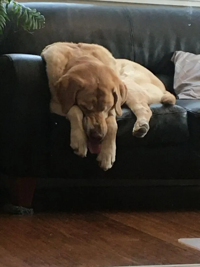 He Fell Asleep With His Tongue Hanging Out! Lol! (Sorry Image Is Fuzzy)