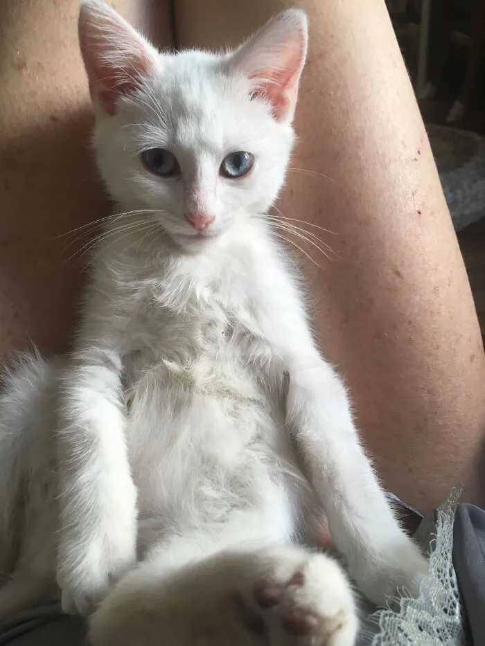 Is My Foster Fjord Cute Enough For This Thread ?