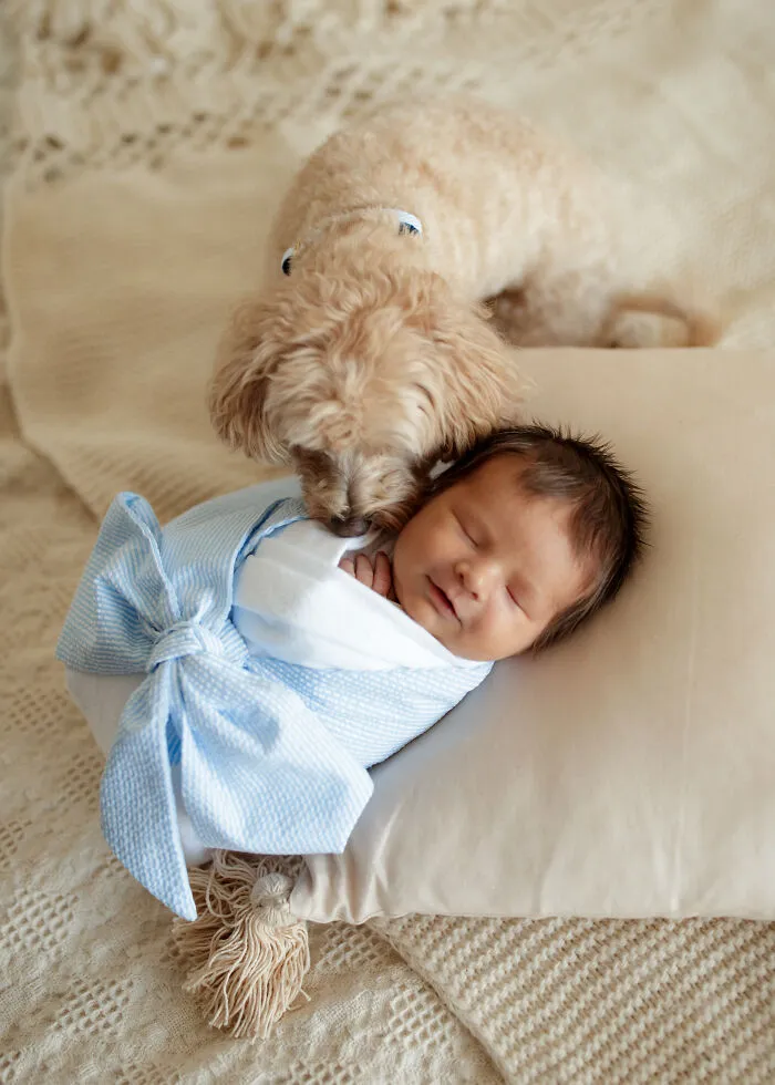 I Took Pictures Of A Family With Their Newborn Baby And Dogs (10 Pics)