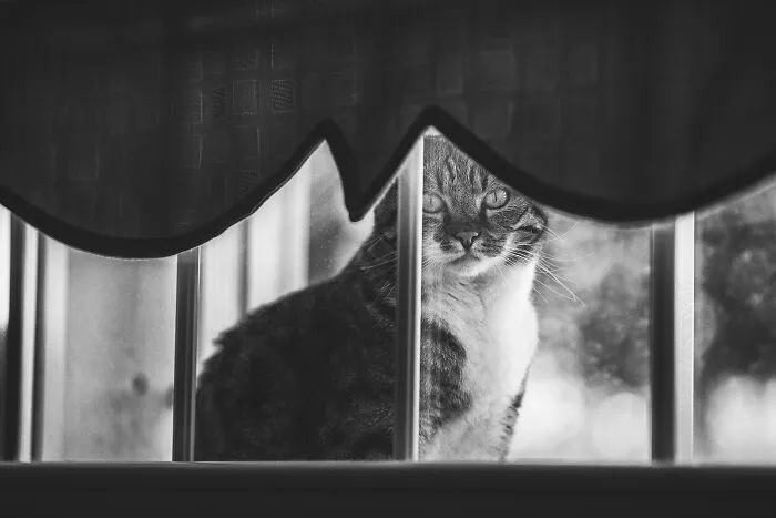 My Sissi. "Will You Let Me In??"