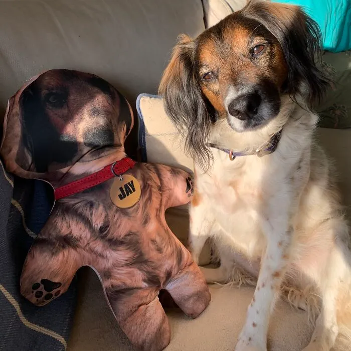 Jay Was Unsure As To Who Was Top Dog Any More