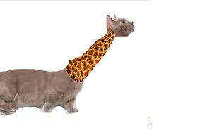 Hey Pandas, Create The Weirdest Animal Yet Using Photoshop (Closed)