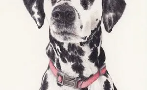I Am Doing A Portrait To Help Raise Money For A Family Who Lost Their Home Because Of The Earthquake