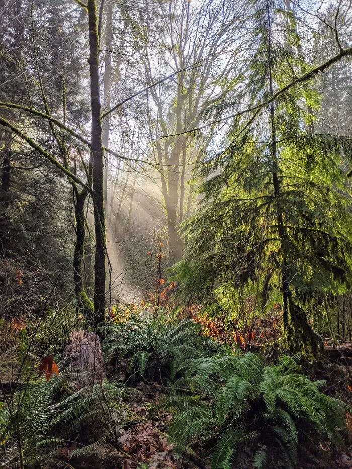 Spirit-Replenishing Walk In The University Endowment Lands (Vancouver). Hello Springtime!