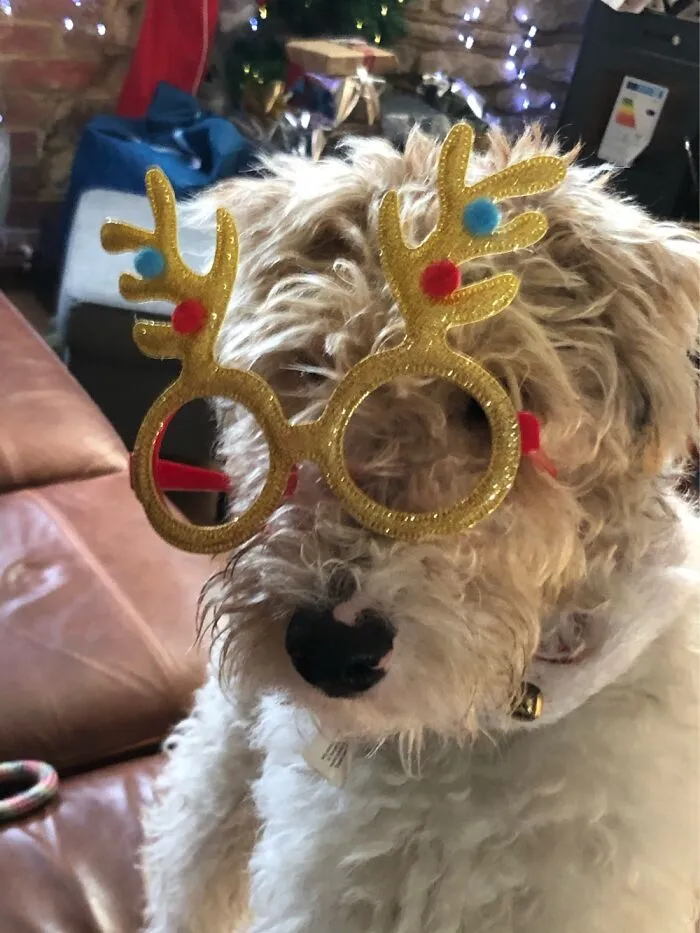 Basil Dressed Up