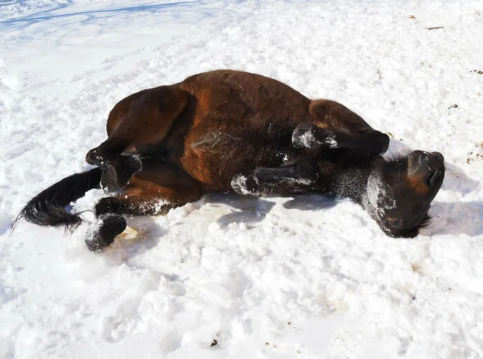 Patience Enjoying Winter In Ohio.