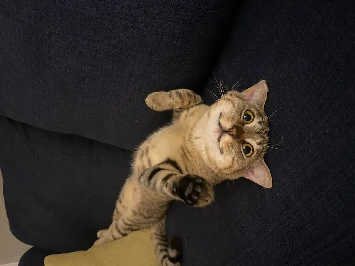 Anza (Ah-N-Zah) On The Couch