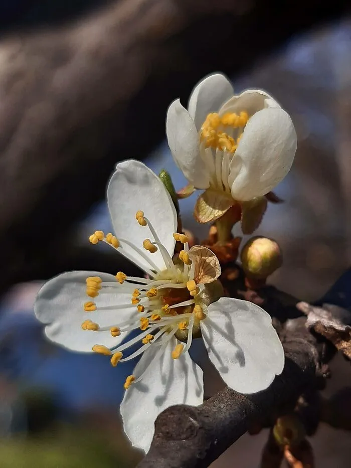 Plum Blossom