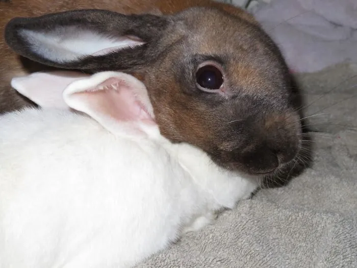 Peter (The White One) Is Being Overtaken By Ruby's (The Brown One) Love Of The Camera