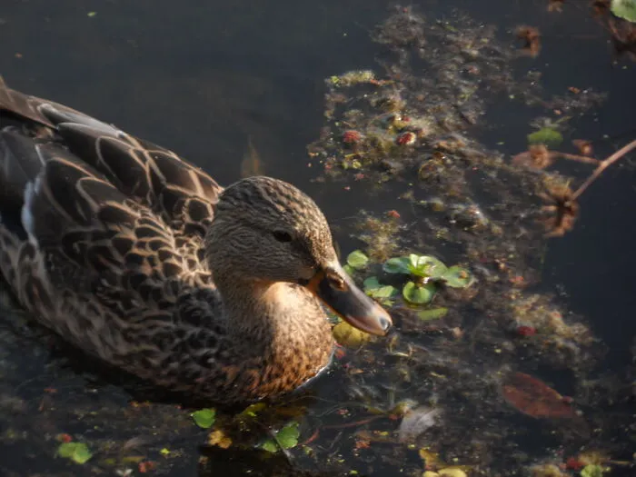 Water Ducko