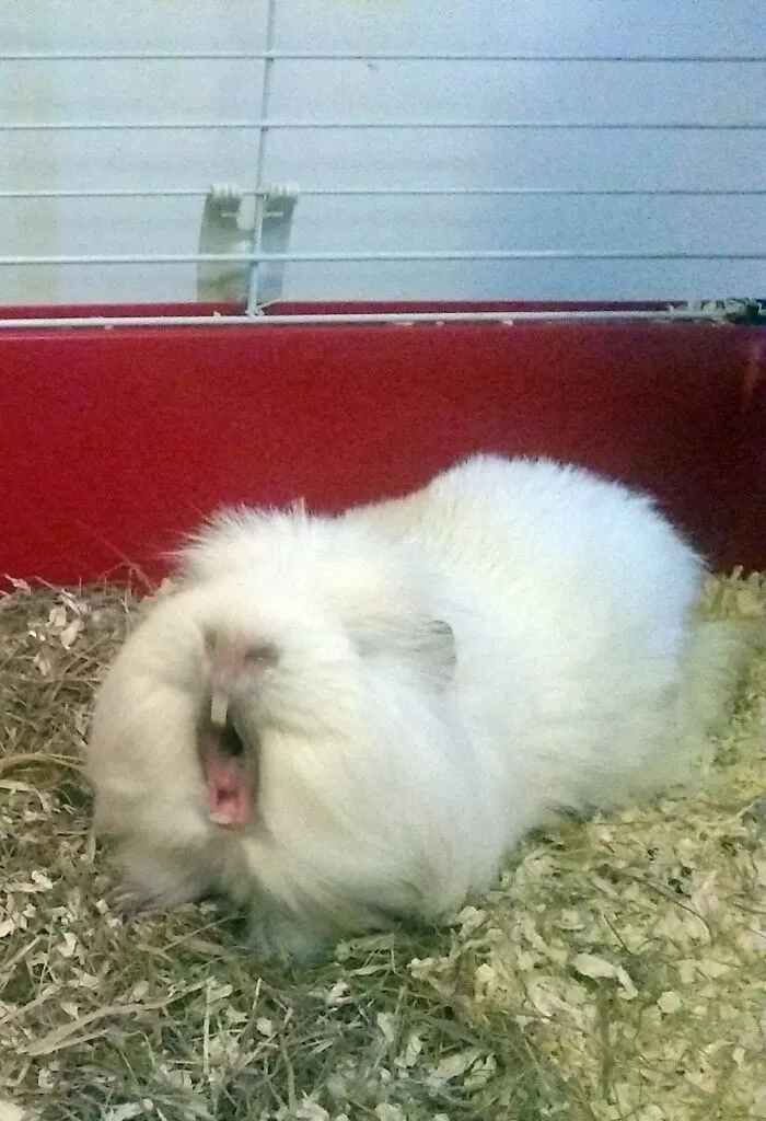 My Guinea Pig, Fluffy, Aged 4 Years Old.
