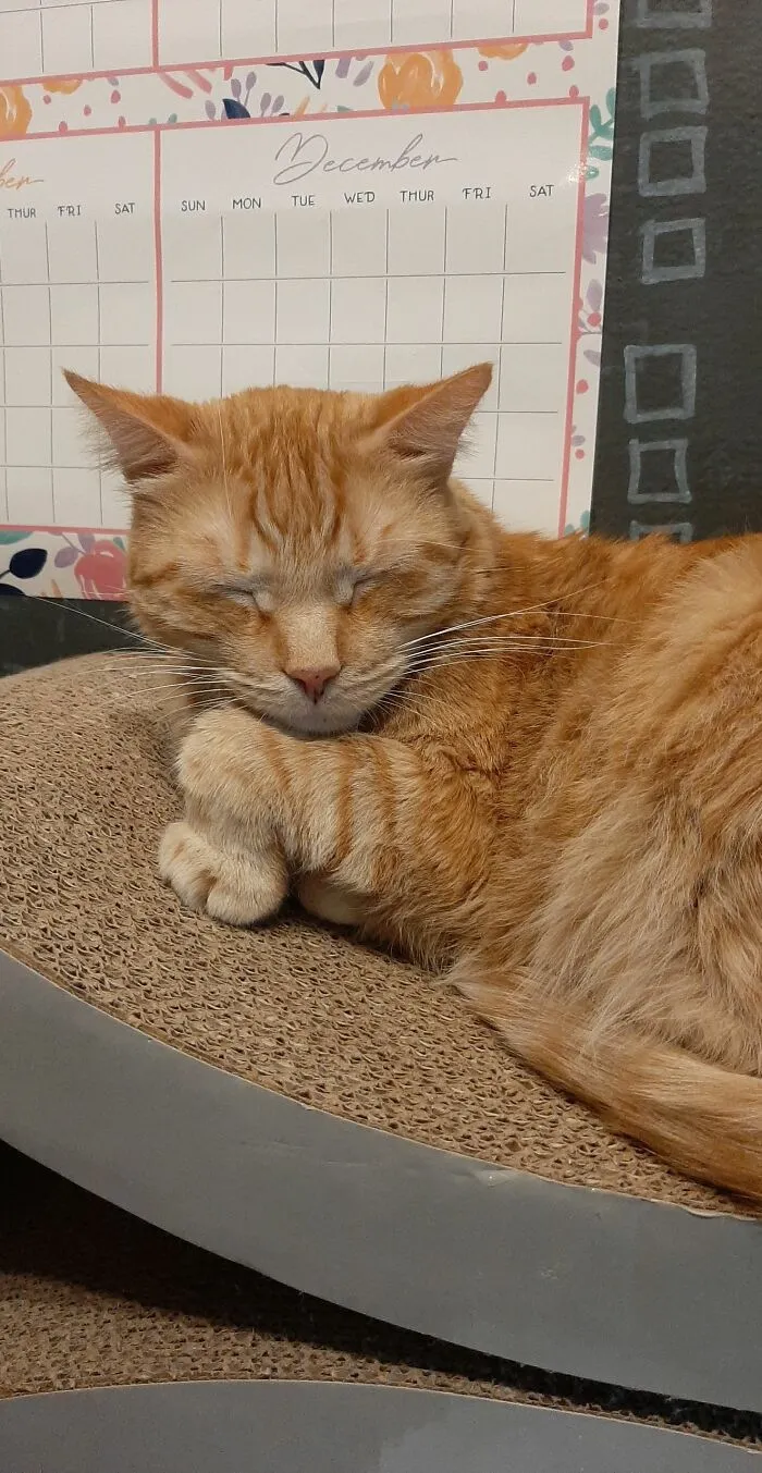Simon And His "Fancy Paw."
