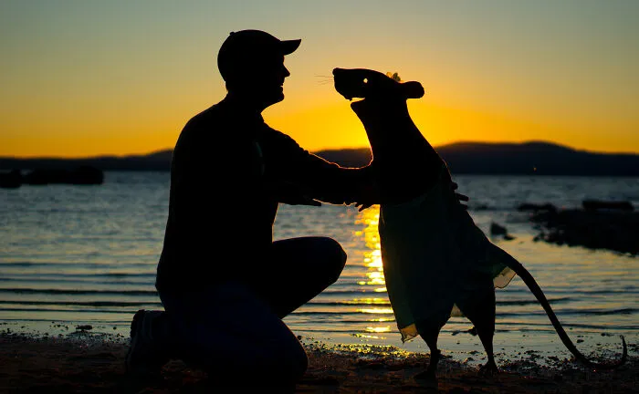 Silhouette of a person and a cardboard cutout of a dog at sunset, capturing a Valentine's Day themed moment on the beach.