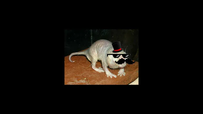 Fancy Yet Cool