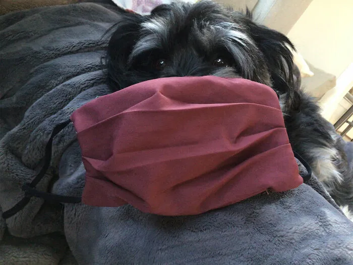 Cute Doggy Too Sleepy To Protest