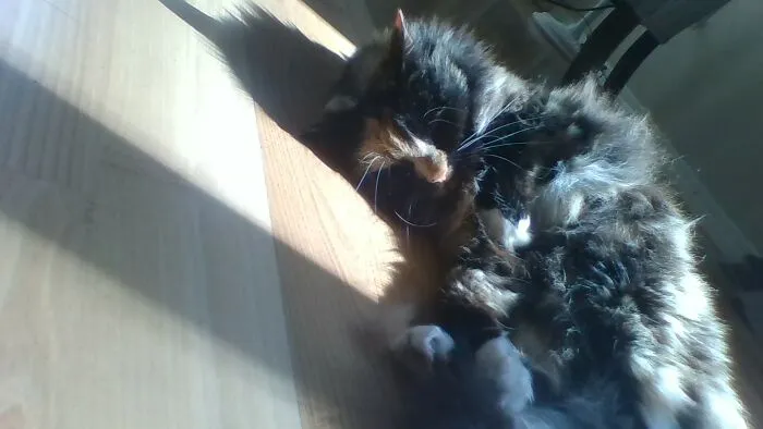 My Cat, Olive (She), Sleeping In A Ray Of Sunshine