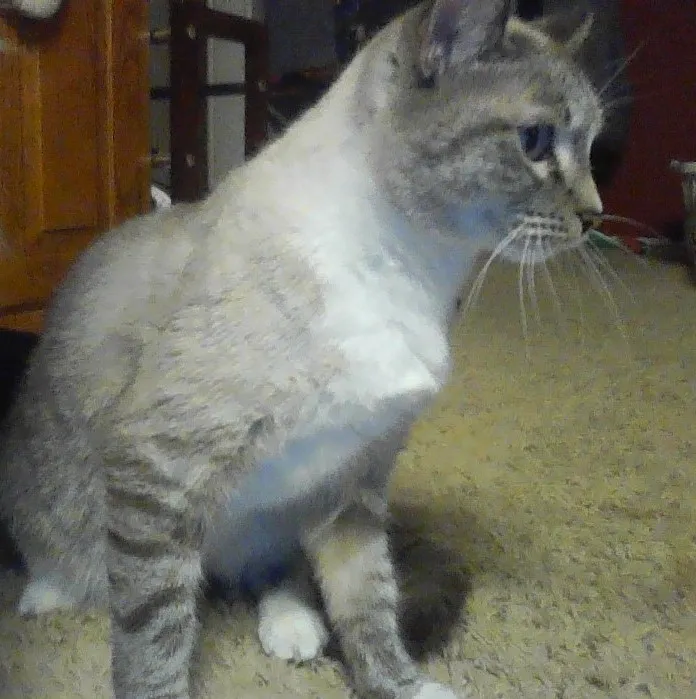 My Cat Is Missing