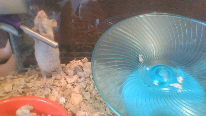 Perla Sniffing! She Is My Silvery White Mouse.