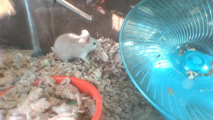 Perla Was Catching The Sunlight In Her Whiskers!