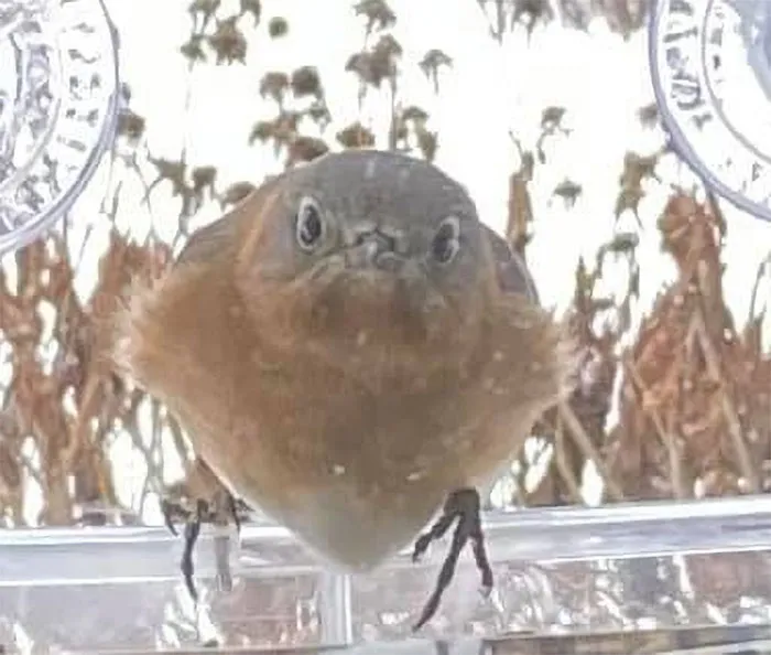 Pájaro azul indignado que mira desde el comedero de la ventana