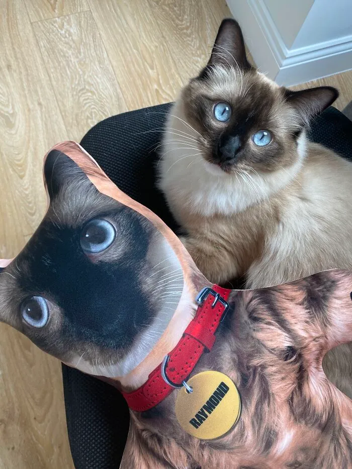 Raymond Hangs Out With His New Furry Friend