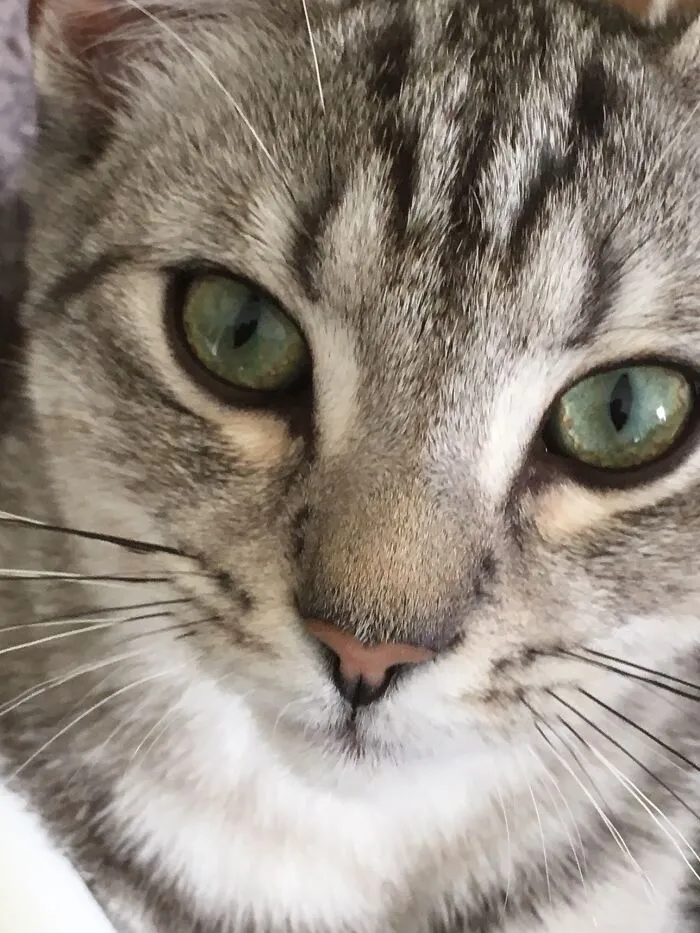 Zimba