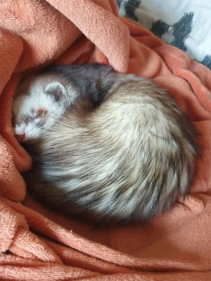 No tiene ni un año y ya se ha mudado 5 veces. Ahora está por fin en su hogar definitivo, ¡bienvenido a casa, pequeño!