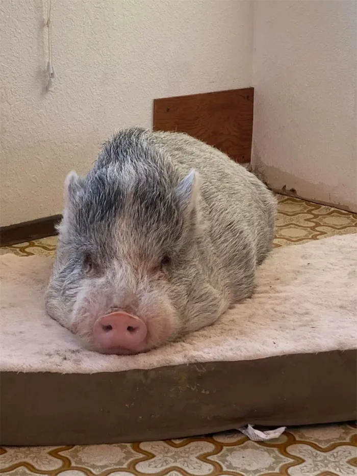 Chopper, el cerdito rescatado, se está adaptando bien a su hogar definitivo. Actualmente le estamos construyendo ¡¡una casita para el cerdito!!
