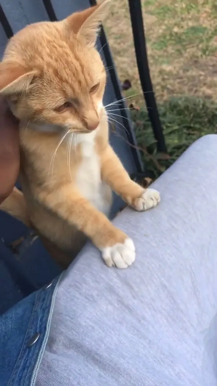 Al parecer, mi hermano adoptó un gato callejero y cuando fui a visitarlo, se presentó antes de que pudiera entrar en la casa