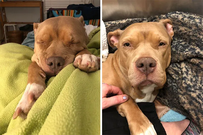 I’ve Been Dreaming Of Adopting A Velvet Hippo For Years. The Perfect Girl Was Surrendered At My Hospital And Now She’s All Mine