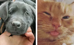 50 Most Wholesome Rescue Pet Photos Of The Month (February Edition)