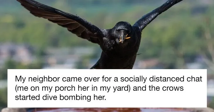 Woman Shares How Feeding And Creating An 'Army Of Crows' Near Her House Possibly Saved This Neighbor's Life