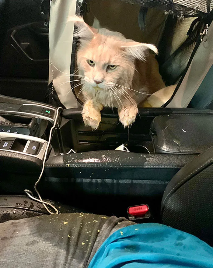 Este viaje al veterinario tiene un mal comienzo