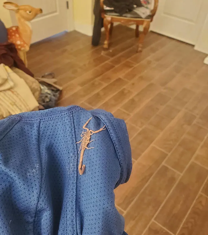 Mi amigo olvidó revisar su ropa interior antes de ponérsela