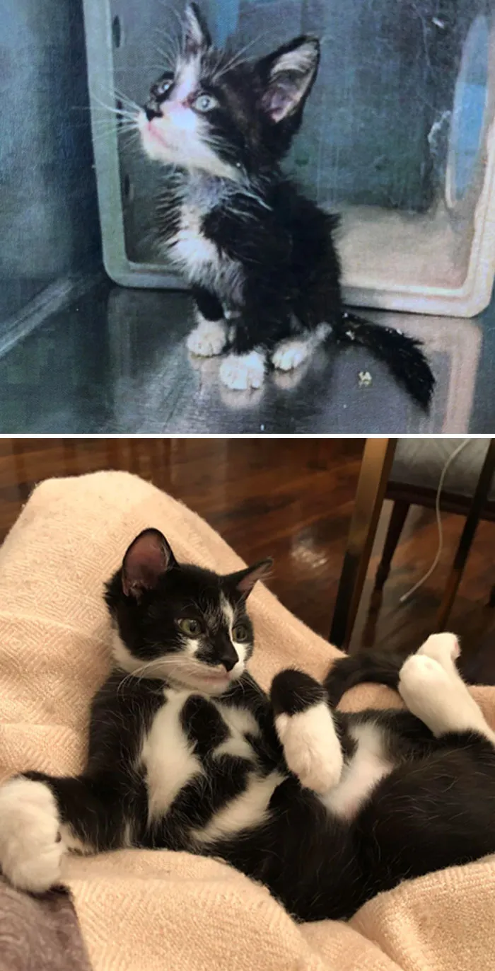 From Scrawny Stray, To Lovely House Kitty