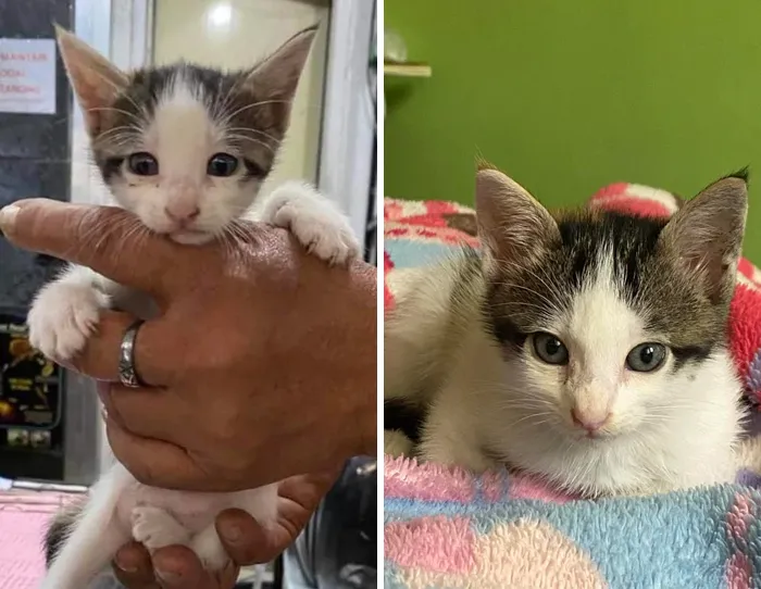 Just Two Weeks Ago, I Adopted This Tiny 5-Week Old Who Was Rescued From A Busy Wet Market In Manila. She's Now The Cuddliest In The Family