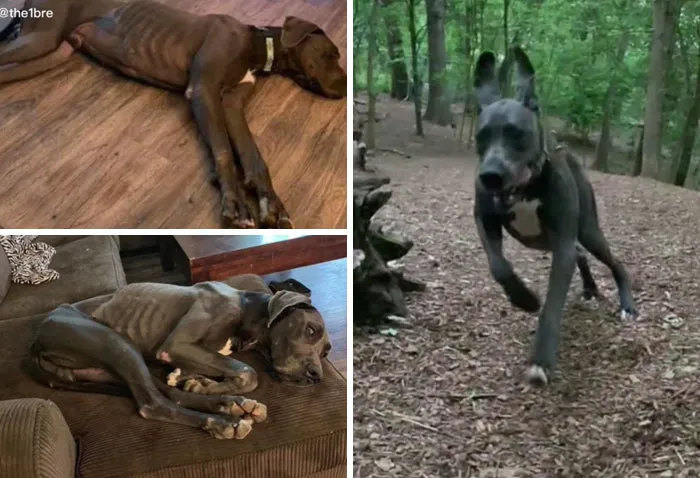 Rescue Dog