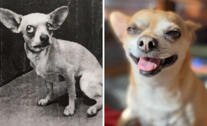 Chiuahua Rescue
