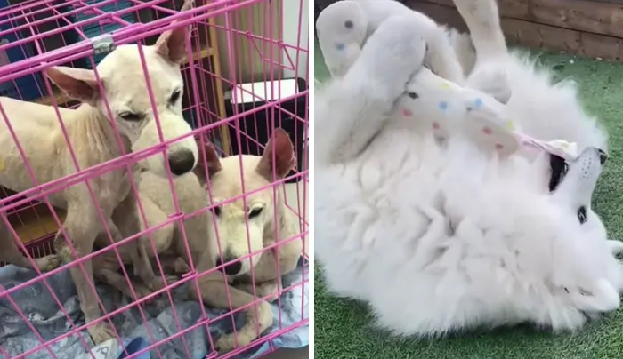 Shelter vs. Now