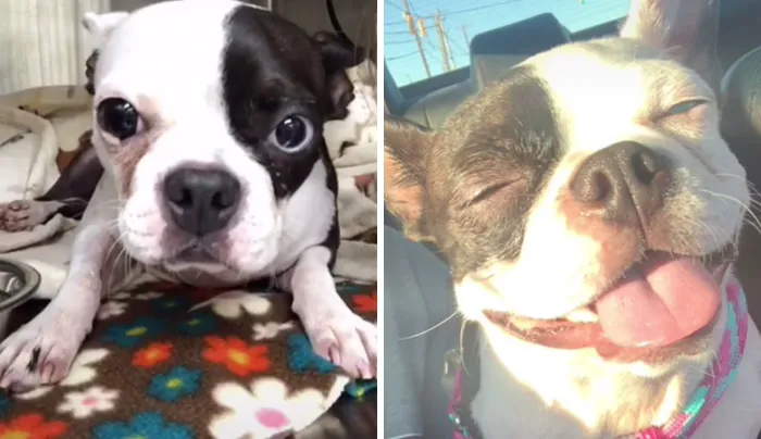 Shelter Pic —> Now. Seriously The Most Loved Dog In The World