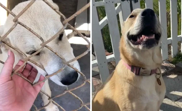 A Very Happy Dog