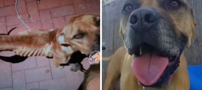 Rescue Dog