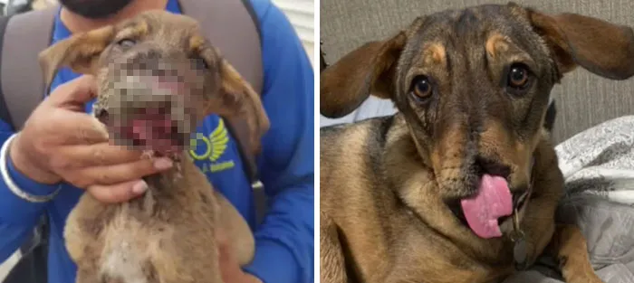Miracle Dog